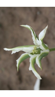 GREEN STAR